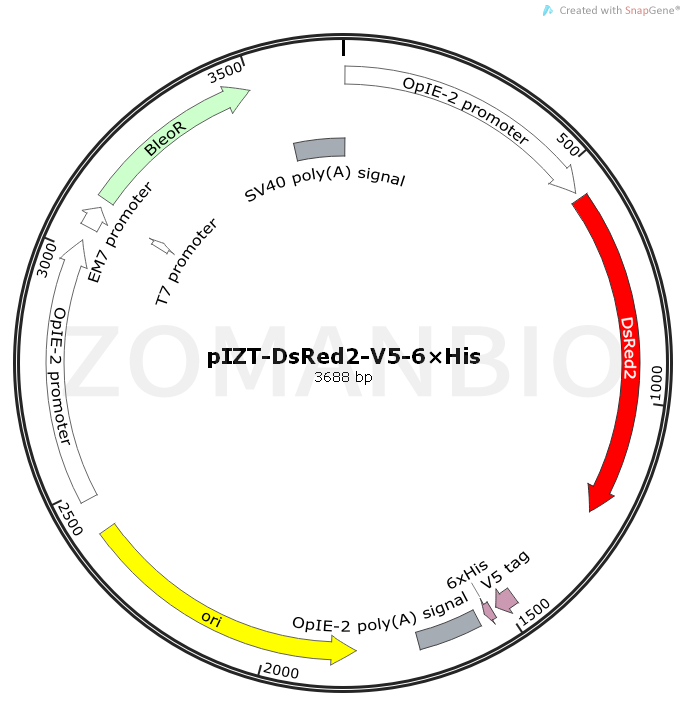 ZK1033pIZT-DsRed2-V5-6×His.png