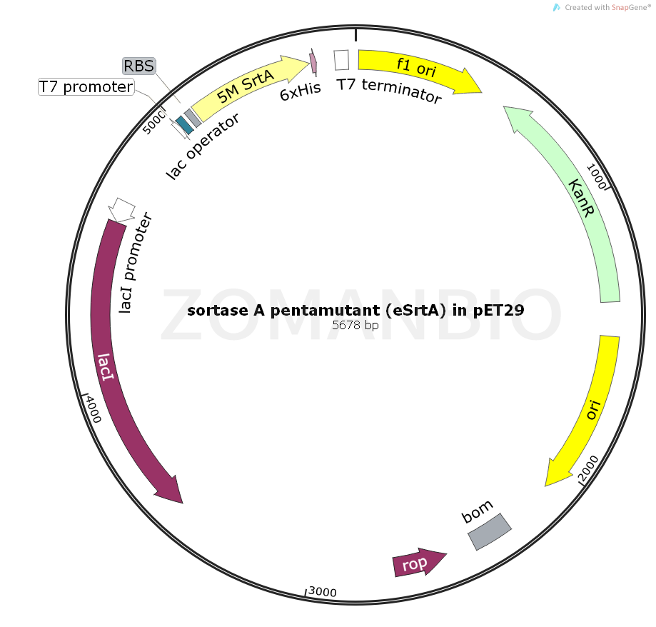 ZK2067 sortase A pentamutant (eSrtA) in pET29.png
