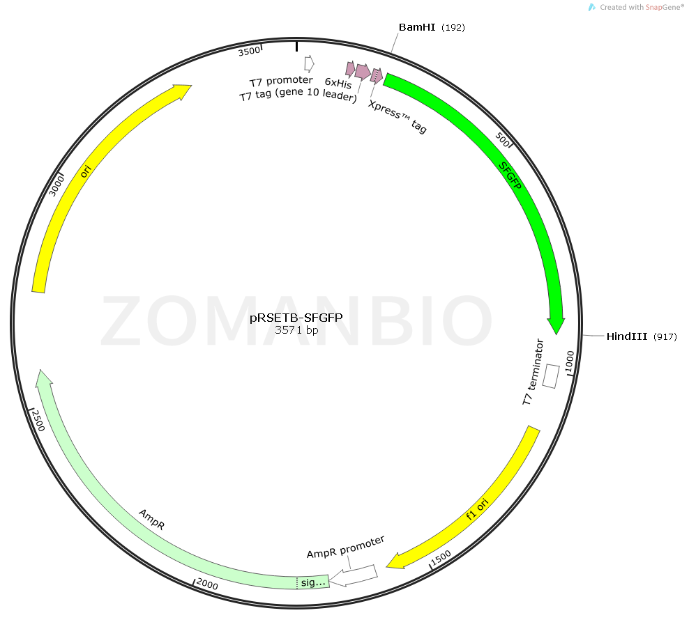 ZK1623 pRSETB-SFGFP.png