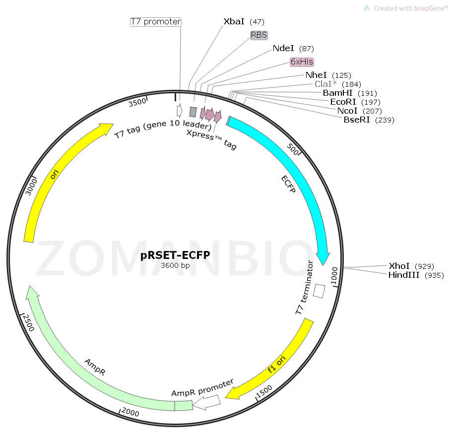 ZK1639 pRSET-ECFP.png