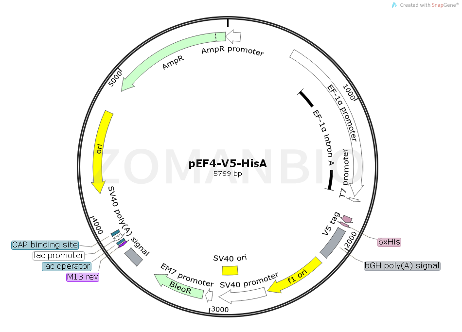 ZK1792 pEF4-V5-HisA.png