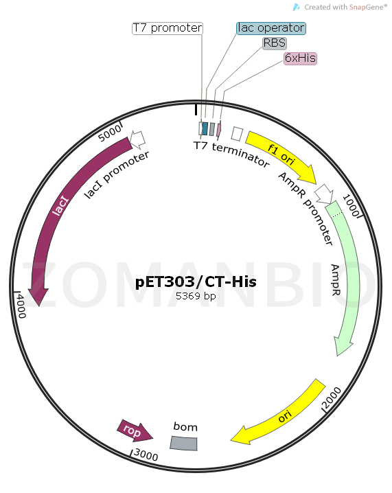 ZK1808 pET303CT-His.png