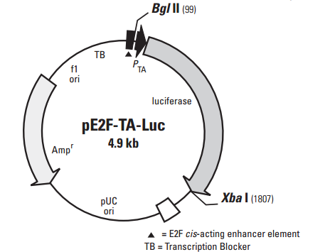 ZK1813 pE2F-TA-Luc.png