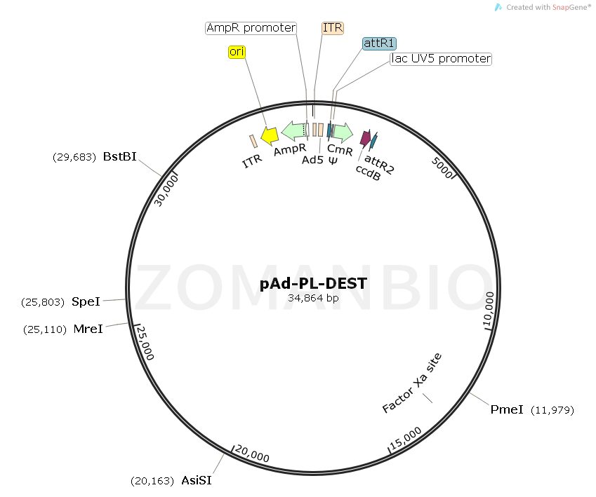 ZK1824 pAd-PL-DEST.png