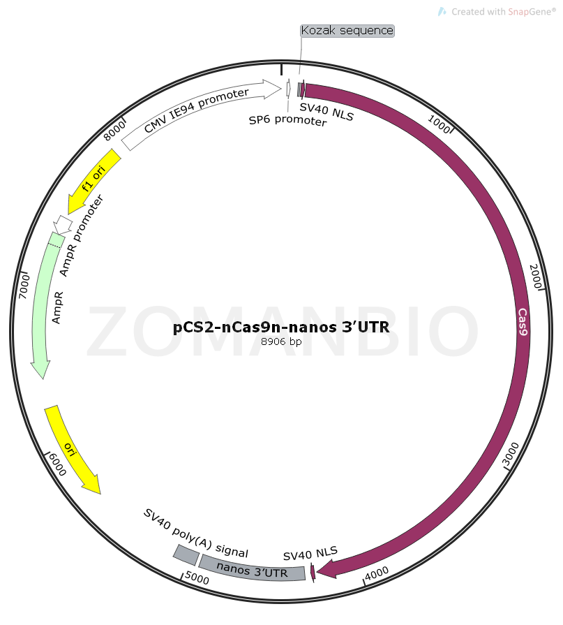 ZK1863 pCS2-nCas9n-nanos 3’UTR.png