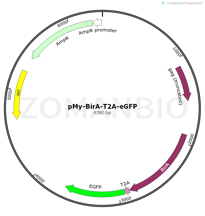 ZK1856 pMy-BirA-T2A-eGFP.png