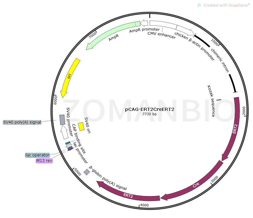 pCAG-ERT2CreERT2 Map.png