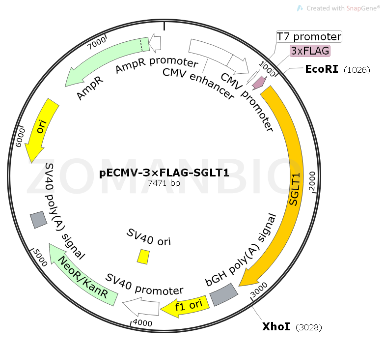 pECMV-3×FLAG-SGLT1 Map.png