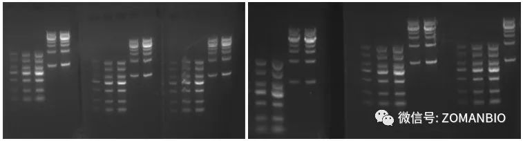 22.6 實驗員電泳圖.jpg 圖片